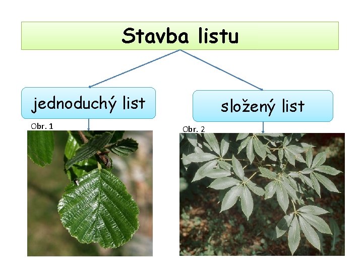 Stavba listu jednoduchý list Obr. 1 složený list Obr. 2 Stavba listu jednoduchý list Obr. 1 složený list Obr. 2