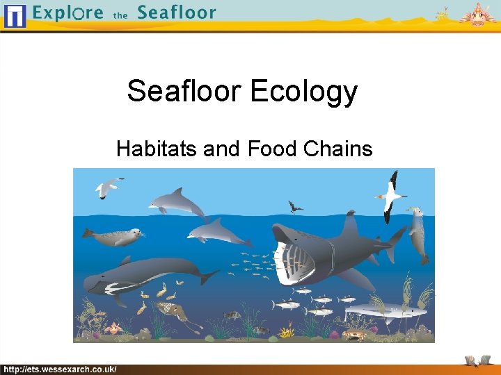 Seafloor Ecology Habitats and Food Chains Insert image of animals under the sea 