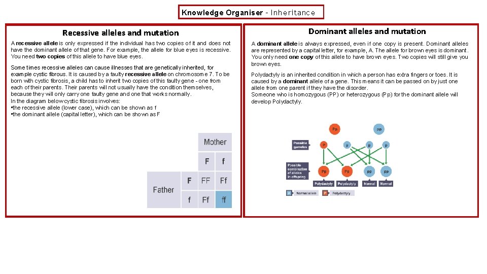 Knowledge Organiser – Inheritance Recessive alleles and mutation A recessive allele is only expressed