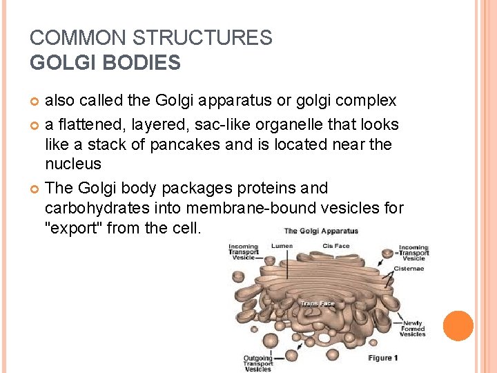 COMMON STRUCTURES GOLGI BODIES also called the Golgi apparatus or golgi complex a flattened,