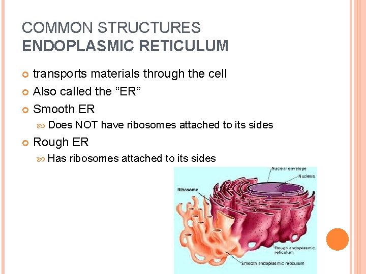 COMMON STRUCTURES ENDOPLASMIC RETICULUM transports materials through the cell Also called the “ER” Smooth
