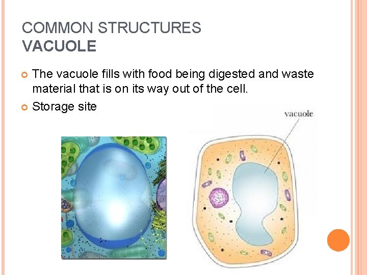 COMMON STRUCTURES VACUOLE The vacuole fills with food being digested and waste material that