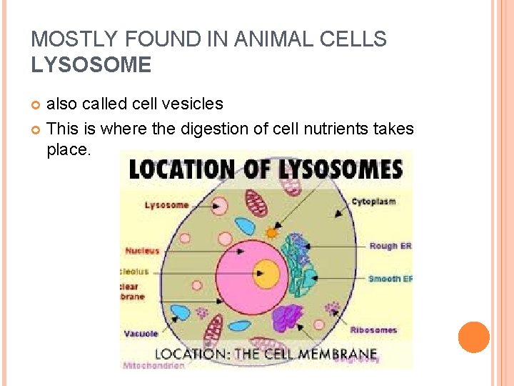 MOSTLY FOUND IN ANIMAL CELLS LYSOSOME also called cell vesicles This is where the