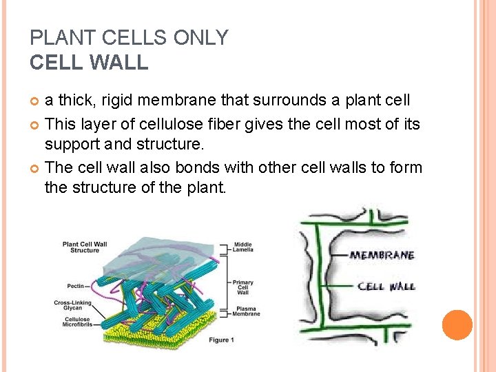 PLANT CELLS ONLY CELL WALL a thick, rigid membrane that surrounds a plant cell