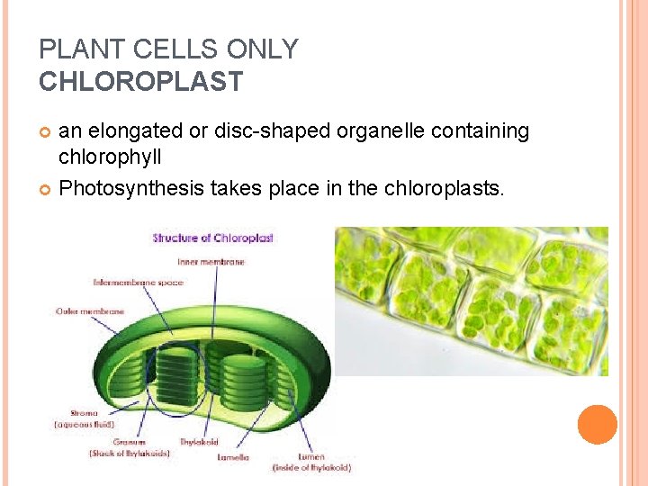 PLANT CELLS ONLY CHLOROPLAST an elongated or disc-shaped organelle containing chlorophyll Photosynthesis takes place