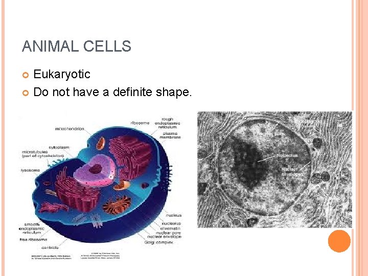 ANIMAL CELLS Eukaryotic Do not have a definite shape. 