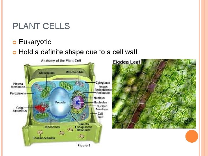 PLANT CELLS Eukaryotic Hold a definite shape due to a cell wall. 