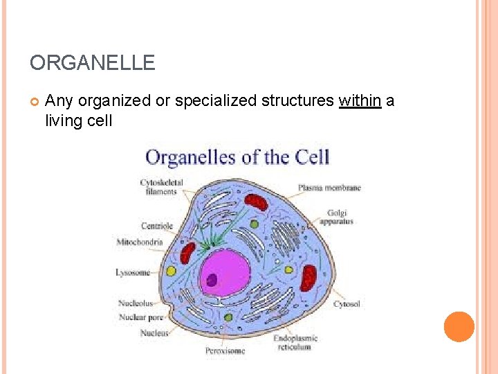 ORGANELLE Any organized or specialized structures within a living cell 