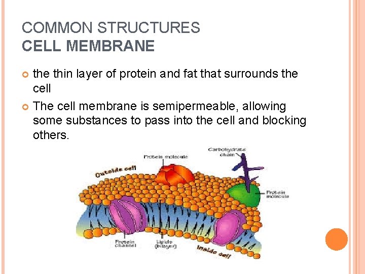 COMMON STRUCTURES CELL MEMBRANE the thin layer of protein and fat that surrounds the