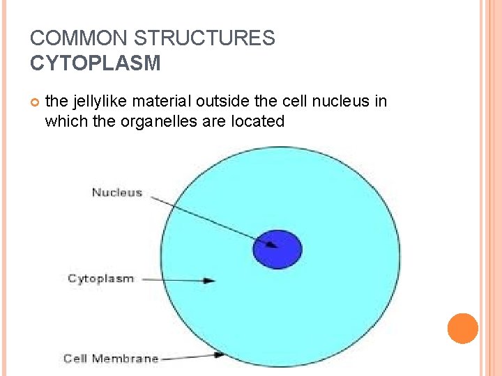 COMMON STRUCTURES CYTOPLASM the jellylike material outside the cell nucleus in which the organelles