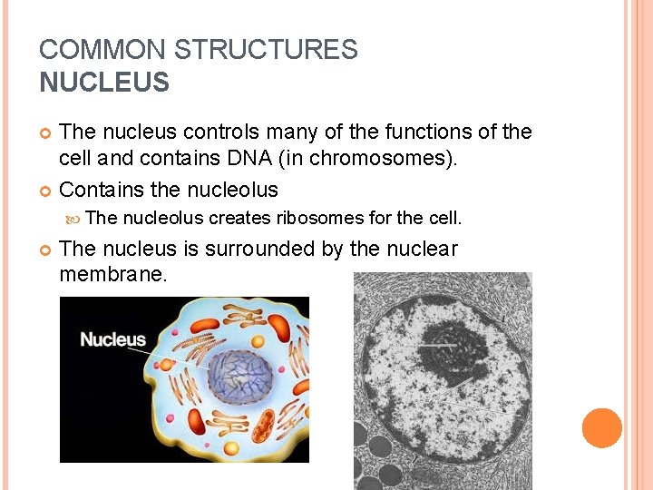 COMMON STRUCTURES NUCLEUS The nucleus controls many of the functions of the cell and