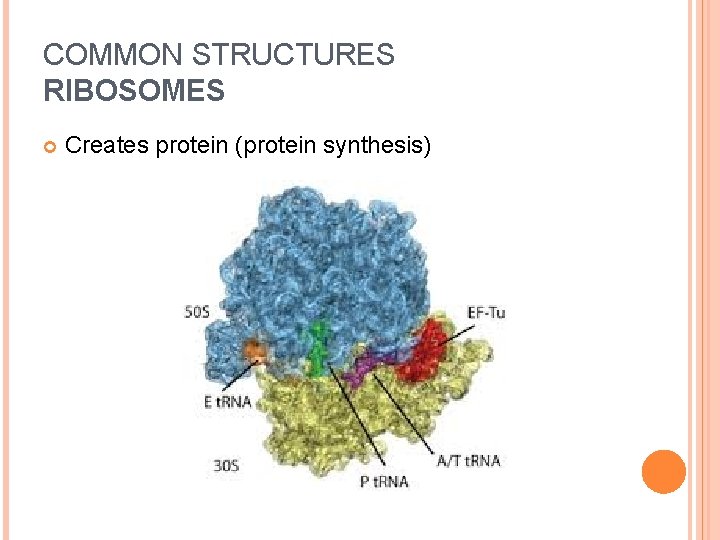 COMMON STRUCTURES RIBOSOMES Creates protein (protein synthesis) 