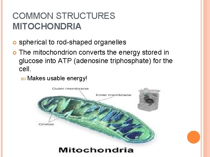 COMMON STRUCTURES MITOCHONDRIA spherical to rod-shaped organelles The mitochondrion converts the energy stored in