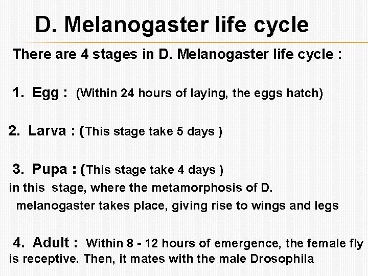 D. Melanogaster life cycle There are 4 stages in D. Melanogaster life cycle :
