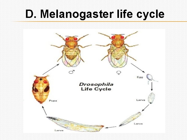 D. Melanogaster life cycle 