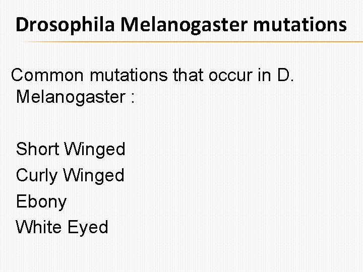 Drosophila Melanogaster mutations Common mutations that occur in D. Melanogaster : Short Winged Curly