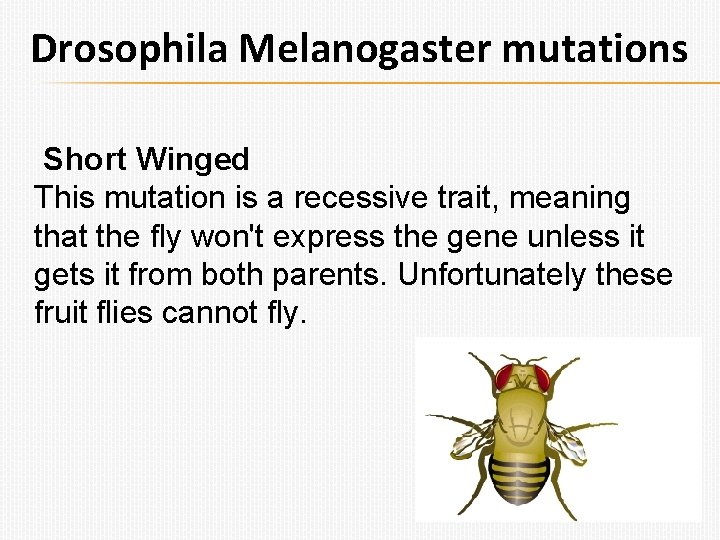 Drosophila Melanogaster mutations Short Winged This mutation is a recessive trait, meaning that the