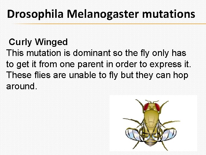 Drosophila Melanogaster mutations Curly Winged This mutation is dominant so the fly only has