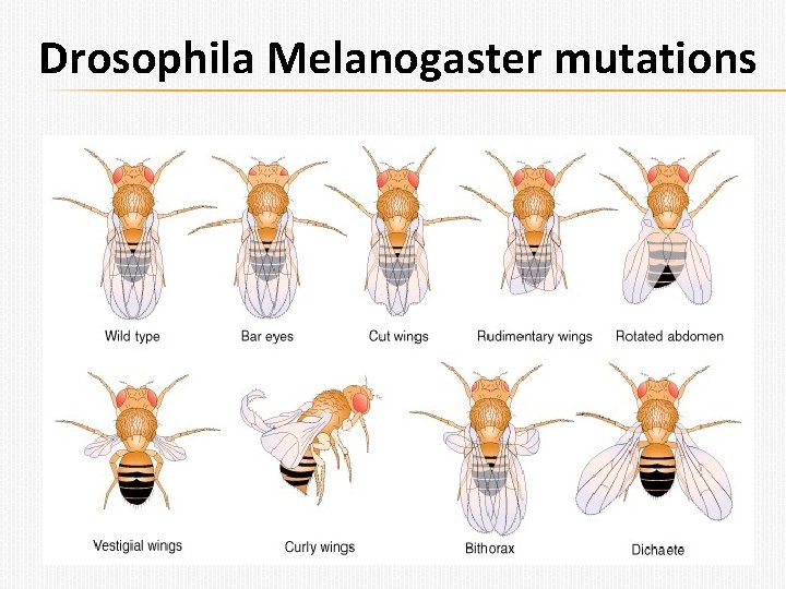 Drosophila Melanogaster mutations 