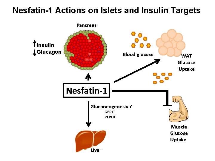 Adipose Tissueislet Interactions Suraj Unniappan Ph D Associate