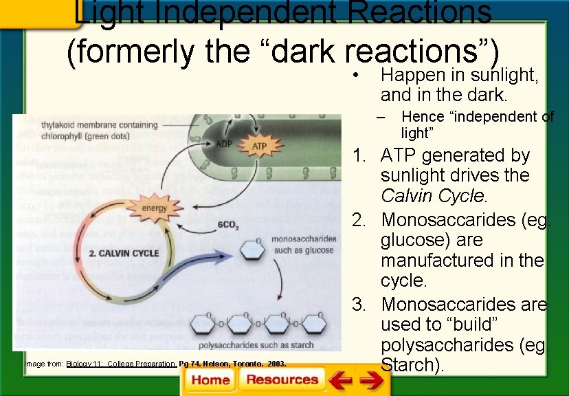 Light Independent Reactions (formerly the “dark reactions”) • Happen in sunlight, and in the