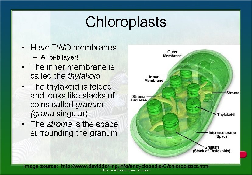 Chloroplasts • Have TWO membranes – A “bi-bilayer!” • The inner membrane is called