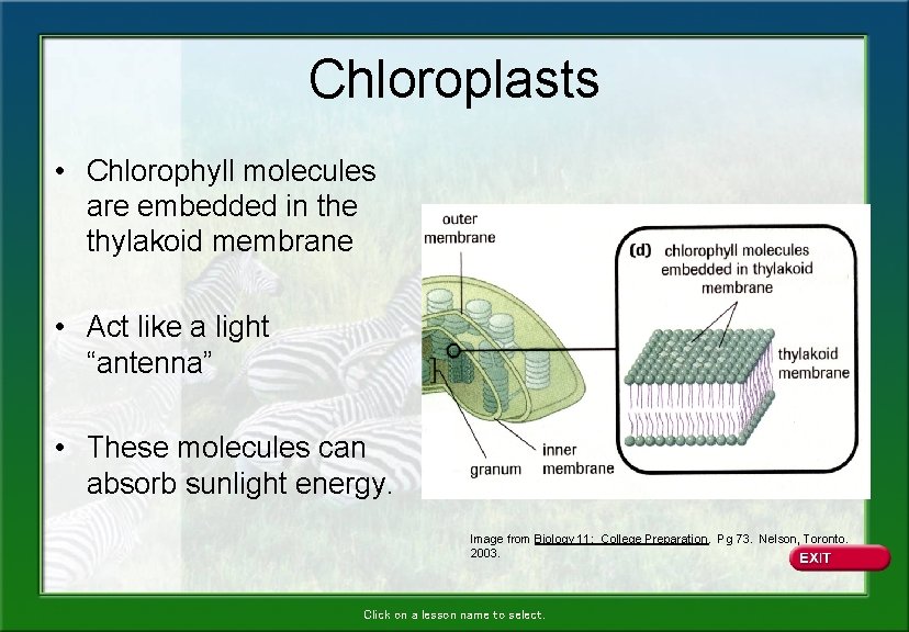 Chloroplasts • Chlorophyll molecules are embedded in the thylakoid membrane • Act like a