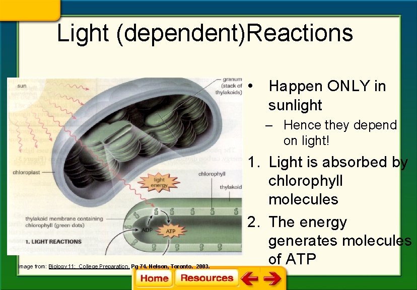 Light (dependent)Reactions • Happen ONLY in sunlight – Hence they depend on light! Image