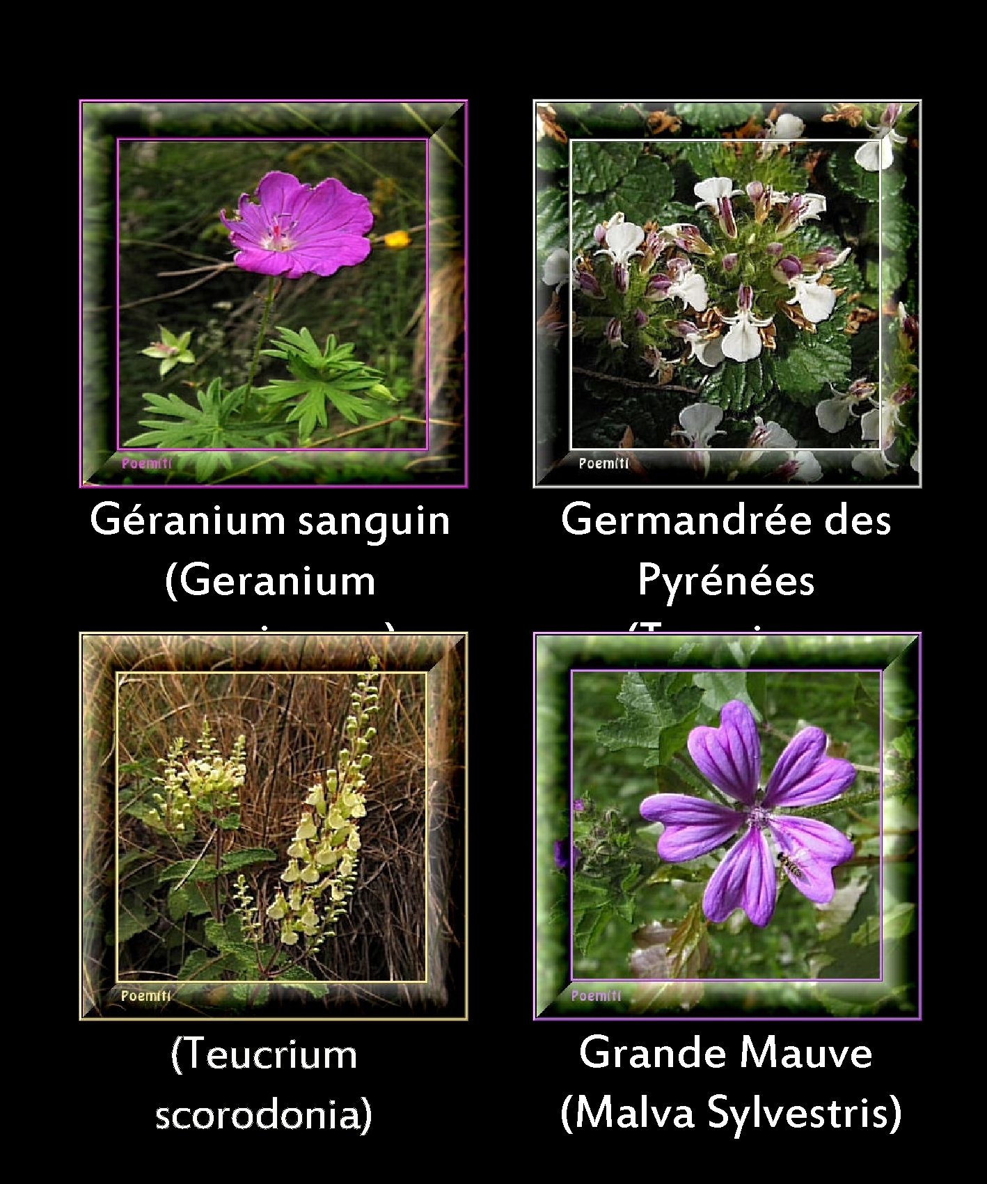Géranium sanguin (Geranium sanguineum) Germandrée scorodoine (Teucrium scorodonia) Germandrée des Pyrénées (Teucrium pyrenaicum) Grande