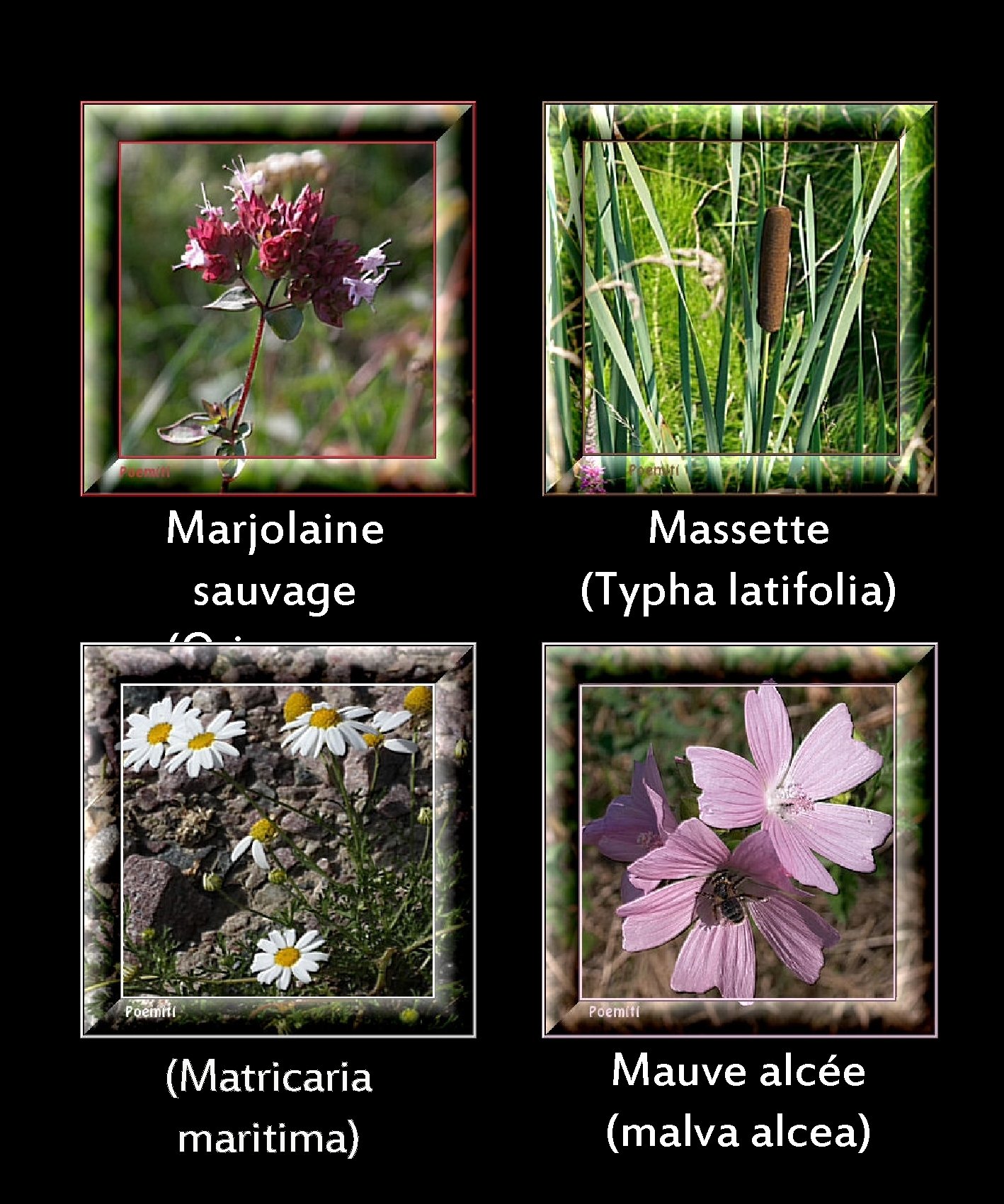 Marjolaine sauvage (Origanum vulgare) Matricaire maritime (Matricaria maritima) Massette (Typha latifolia) Mauve alcée (malva