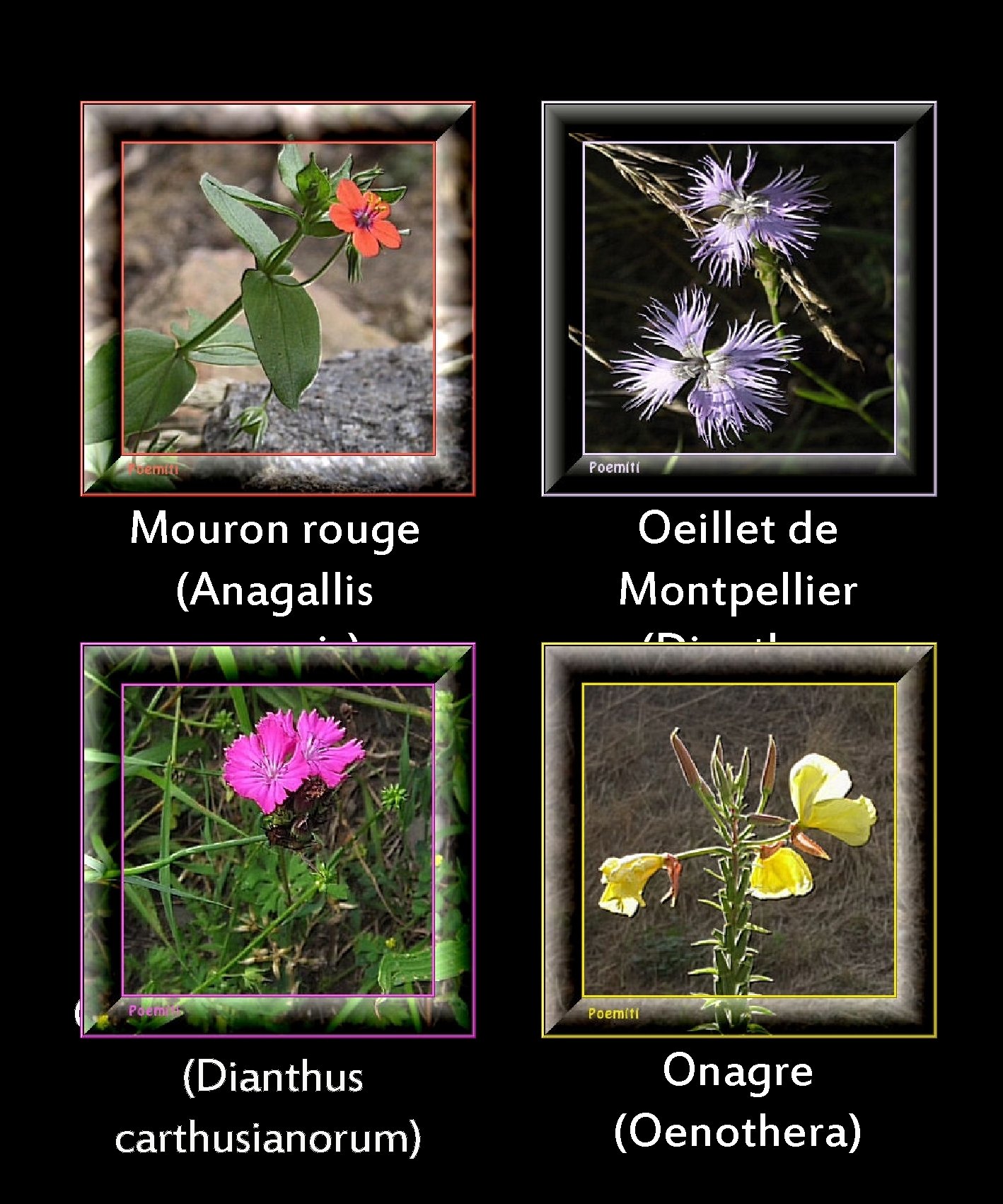 Mouron rouge (Anagallis arvensis) Oeillet des chartreux (Dianthus carthusianorum) Oeillet de Montpellier (Dianthus monspessulanus)