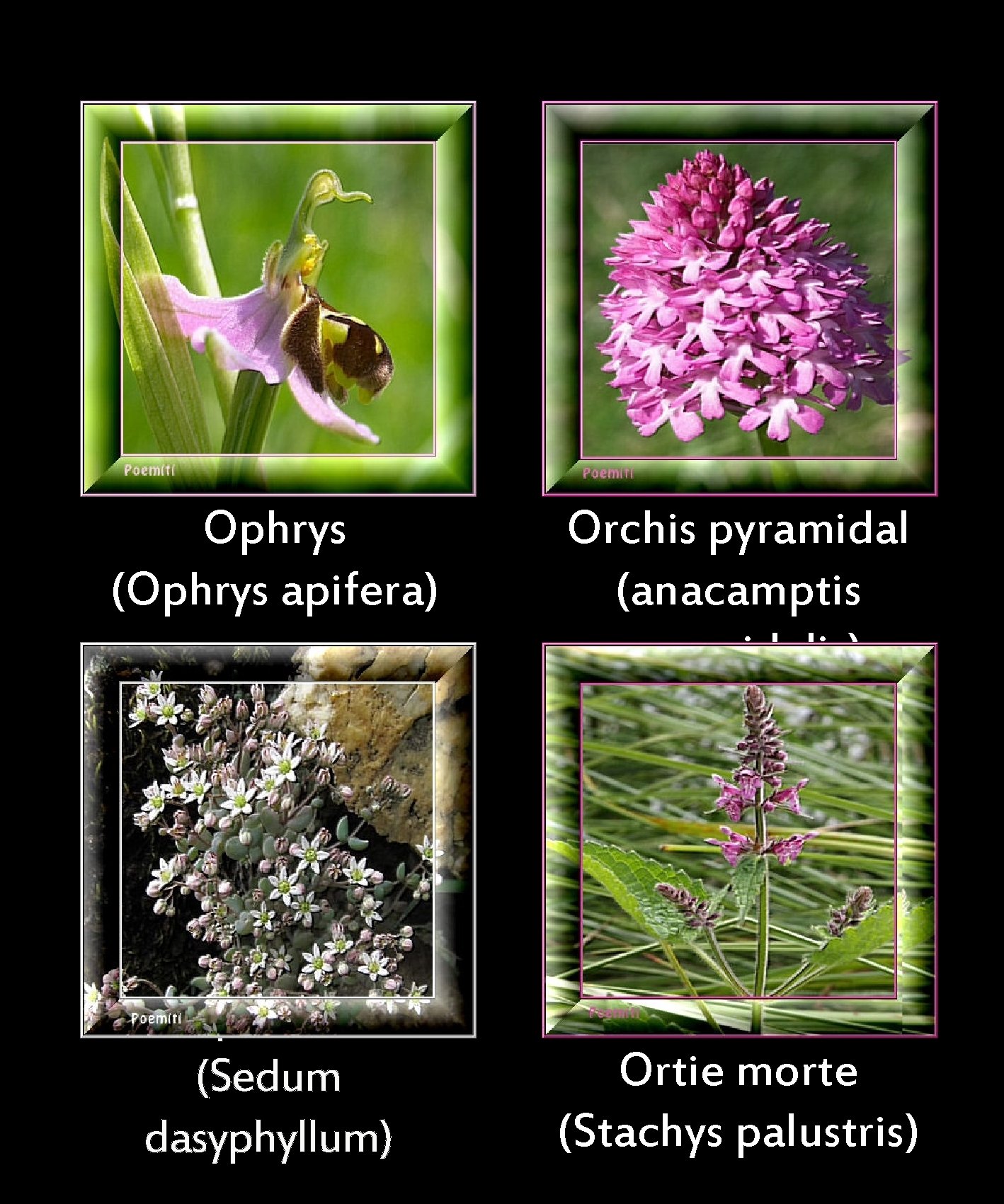 Ophrys (Ophrys apifera) Orpin à feuilles épaisses (Sedum dasyphyllum) Orchis pyramidal (anacamptis pyramidalis) Ortie