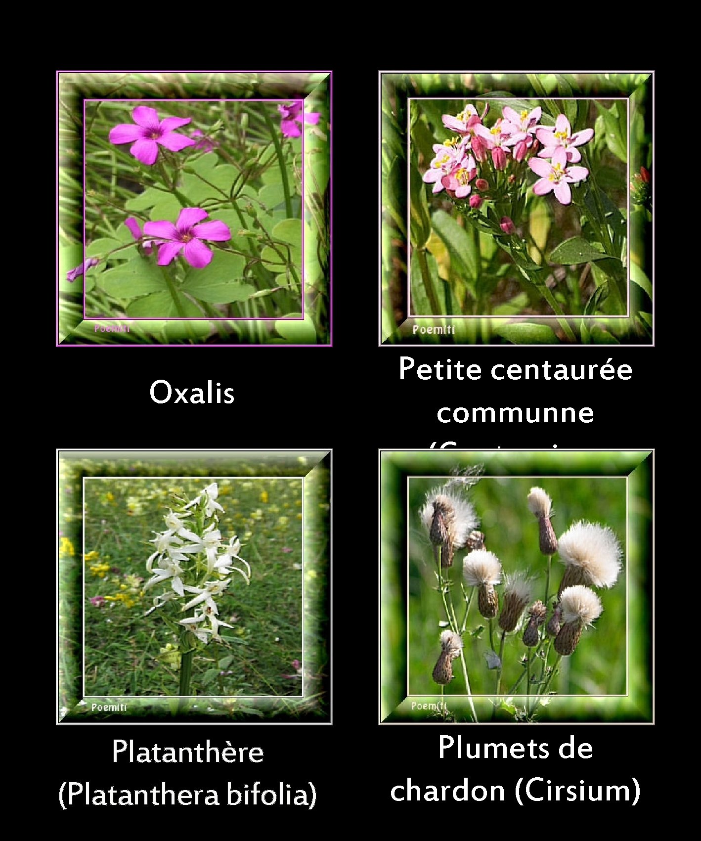 Oxalis Platanthère (Platanthera bifolia) Petite centaurée communne (Centaurium erythraea)s Plumets de chardon (Cirsium) 