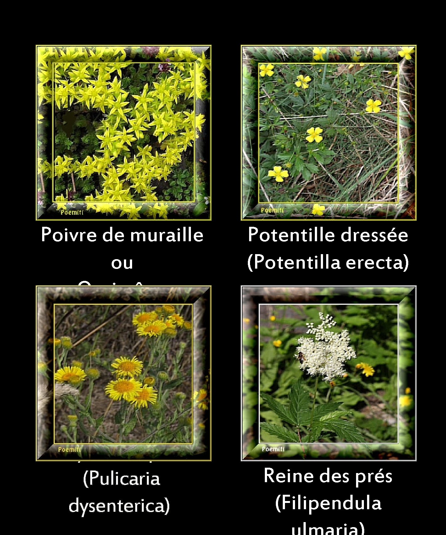 Poivre de muraille ou Orpin âcre (Sedum acre) Pulicaire dysentérique (Pulicaria dysenterica) Potentille dressée