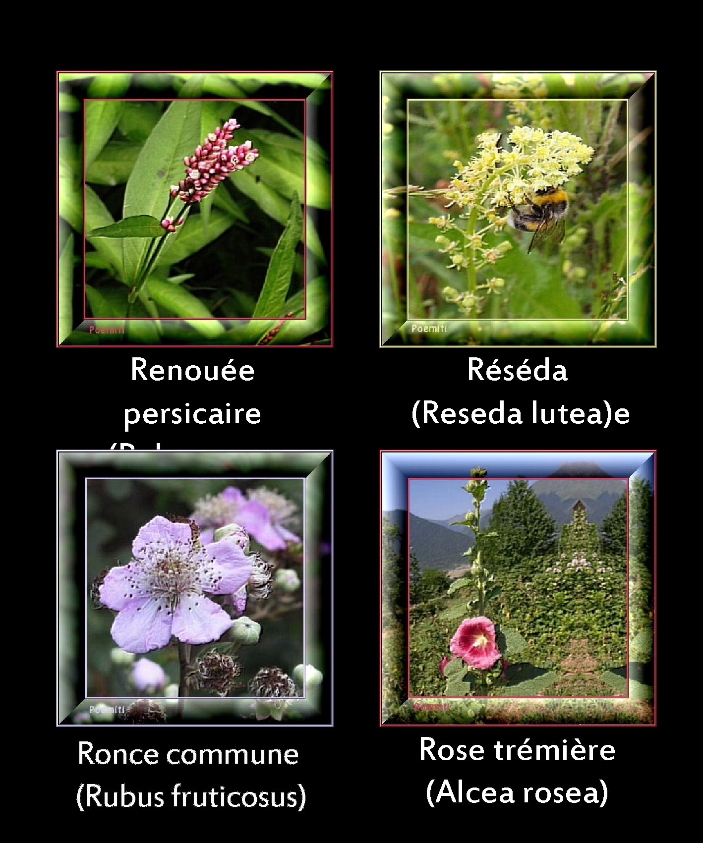 Renouée persicaire (Polygonum persicaria) Réséda (Reseda lutea)e Ronce commune (Rubus fruticosus) Rose trémière (Alcea