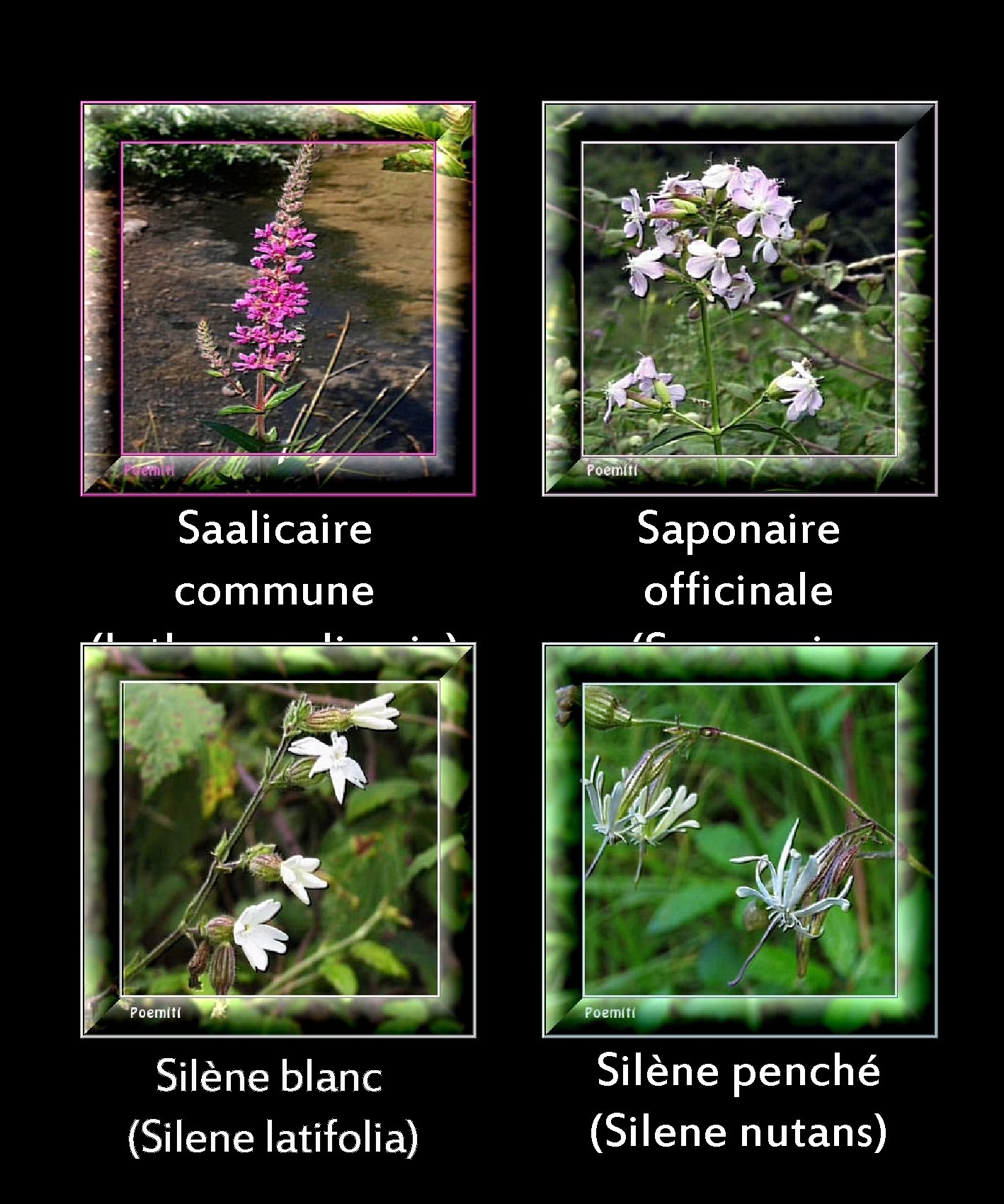 Saalicaire commune (Lythrum salicaria) Saponaire officinale (Saponaria officinalis) Silène blanc (Silene latifolia) Silène penché