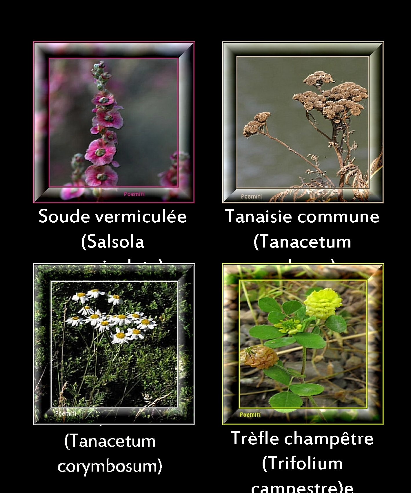 Soude vermiculée (Salsola vermiculata) Tanaisie commune (Tanacetum vulgare) Tanaisie en corymbes (Tanacetum corymbosum) Trèfle