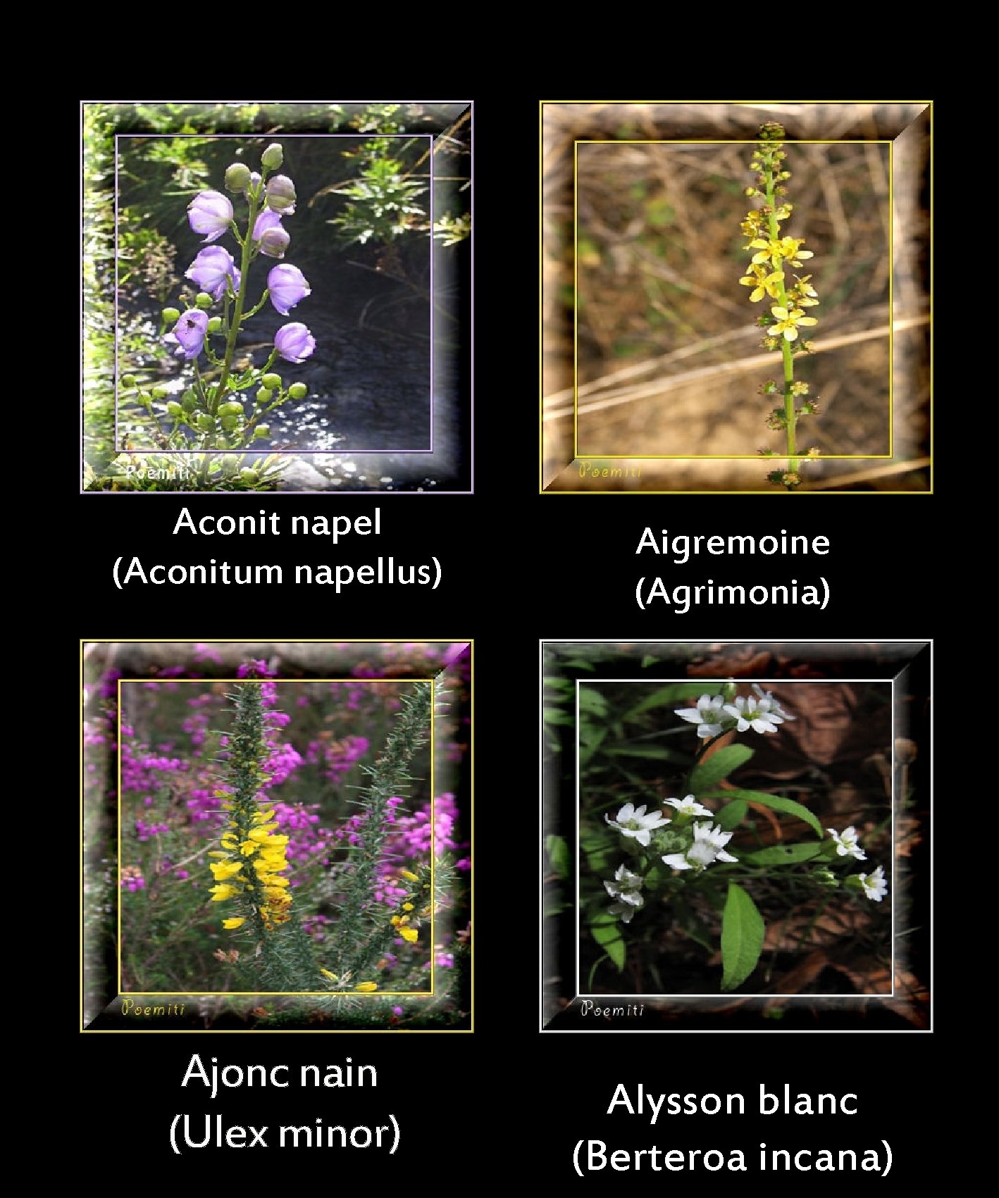Aconit napel (Aconitum napellus) Ajonc nain (Ulex minor) Aigremoine (Agrimonia) Alysson blanc (Berteroa incana)
