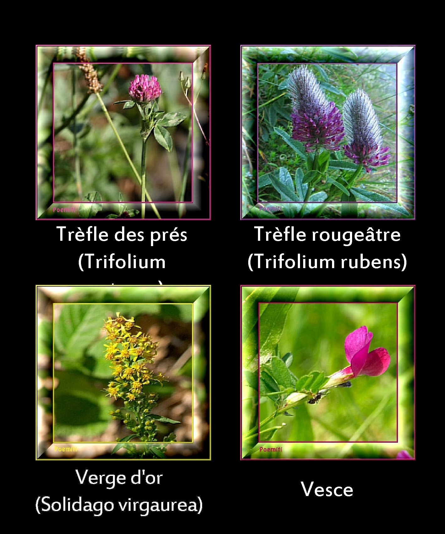 Trèfle des prés (Trifolium pratense) Verge d'or (Solidago virgaurea) Trèfle rougeâtre (Trifolium rubens) Vesce