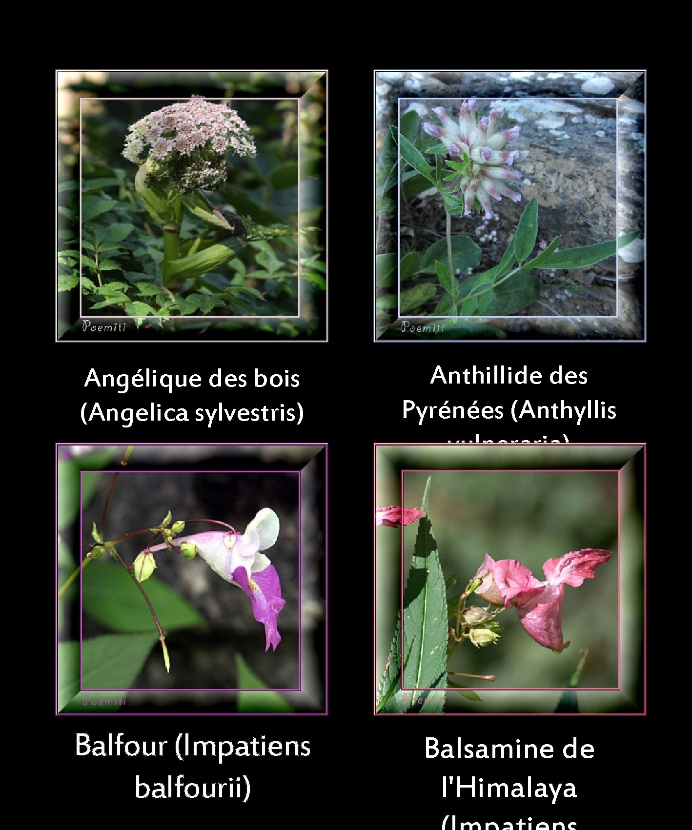 Angélique des bois (Angelica sylvestris) Balsamine de Balfour (Impatiens balfourii) Anthillide des Pyrénées (Anthyllis