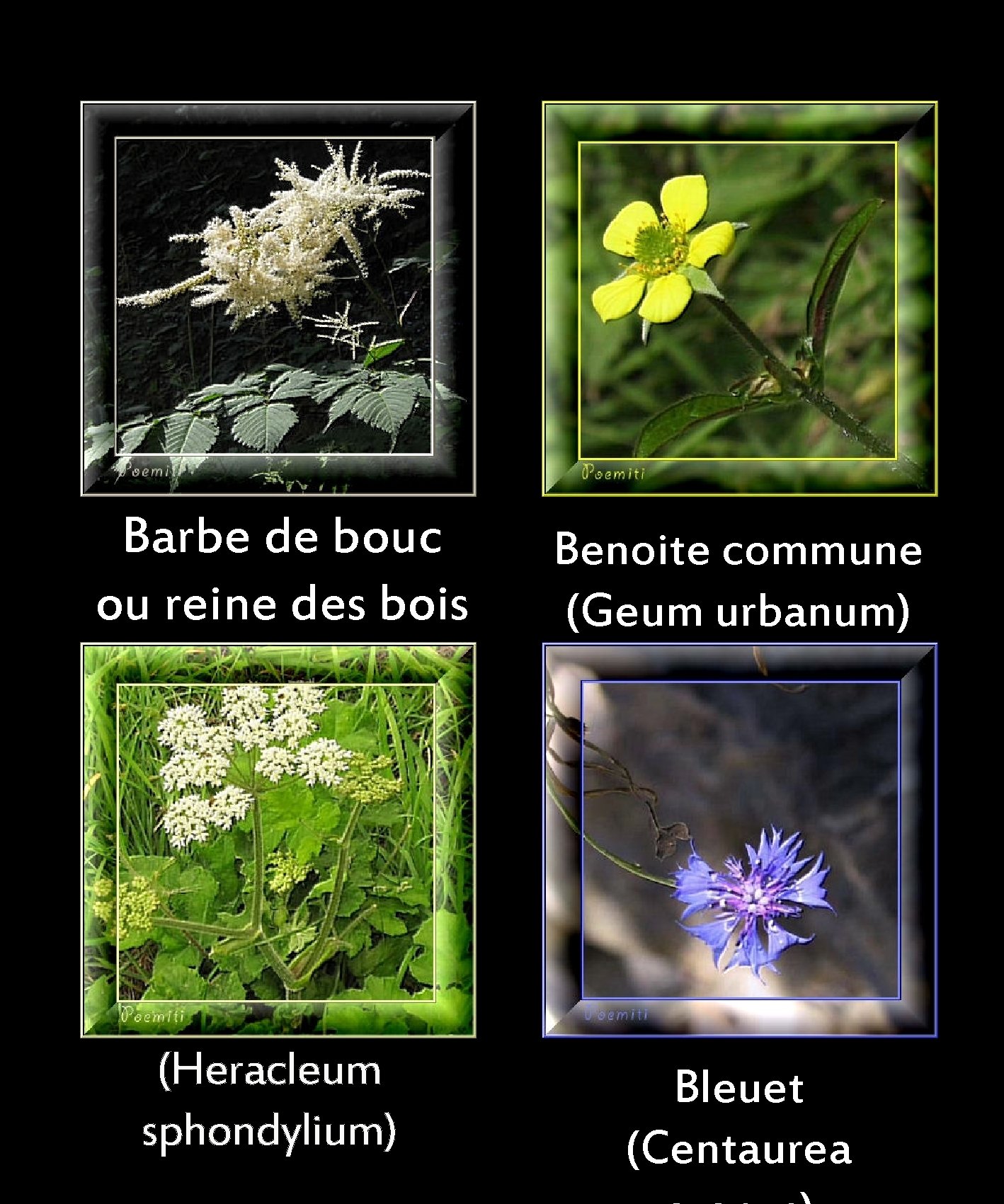 Barbe de bouc ou reine des bois Benoite commune (Geum urbanum) Berce des prés