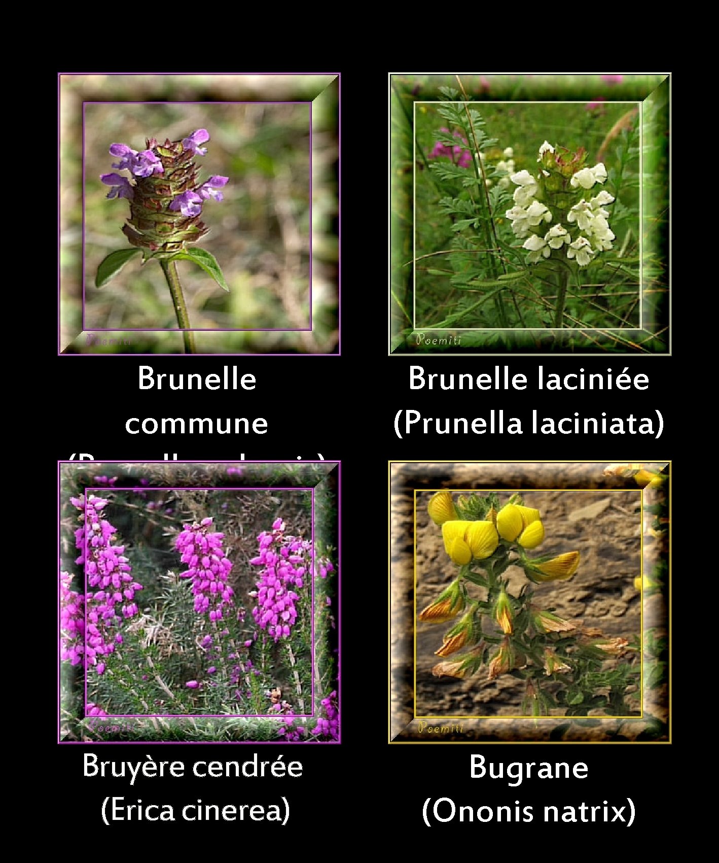 Brunelle commune (Prunella vulgaris) Brunelle laciniée (Prunella laciniata) Bruyère cendrée (Erica cinerea) Bugrane (Ononis