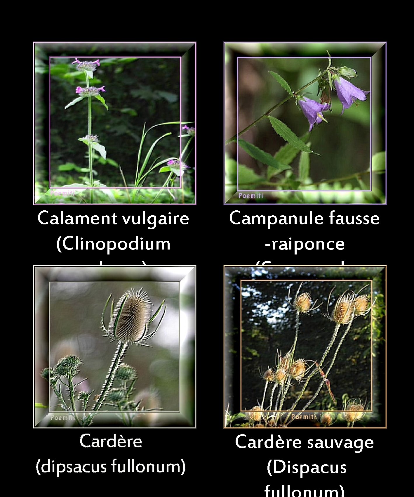 Calament vulgaire (Clinopodium vulgare) Campanule fausse -raiponce (Campanula rapunculoïdes) Cardère (dipsacus fullonum) Cardère sauvage