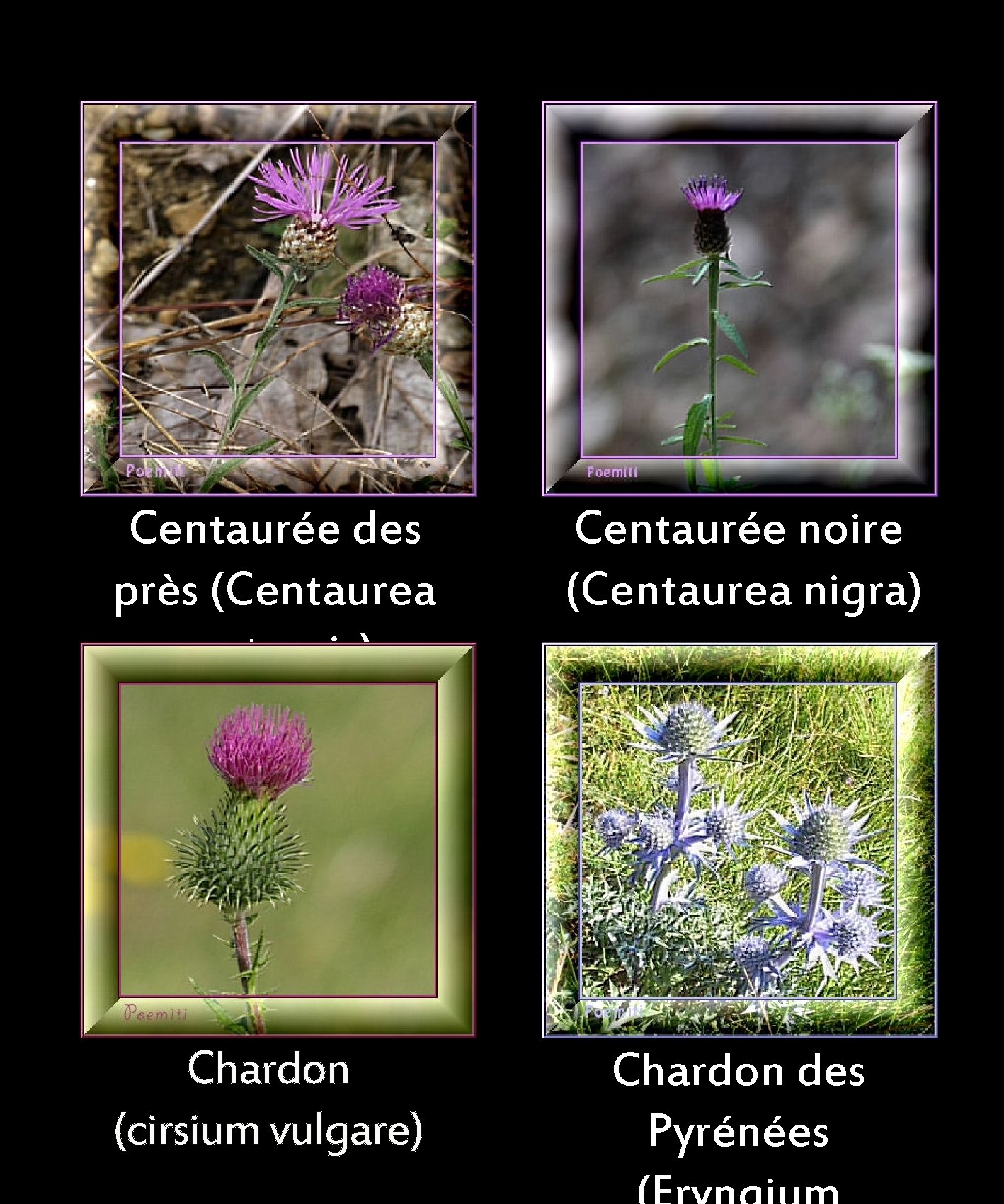 Centaurée des près (Centaurea pratensis) Centaurée noire (Centaurea nigra) Chardon (cirsium vulgare) Chardon des