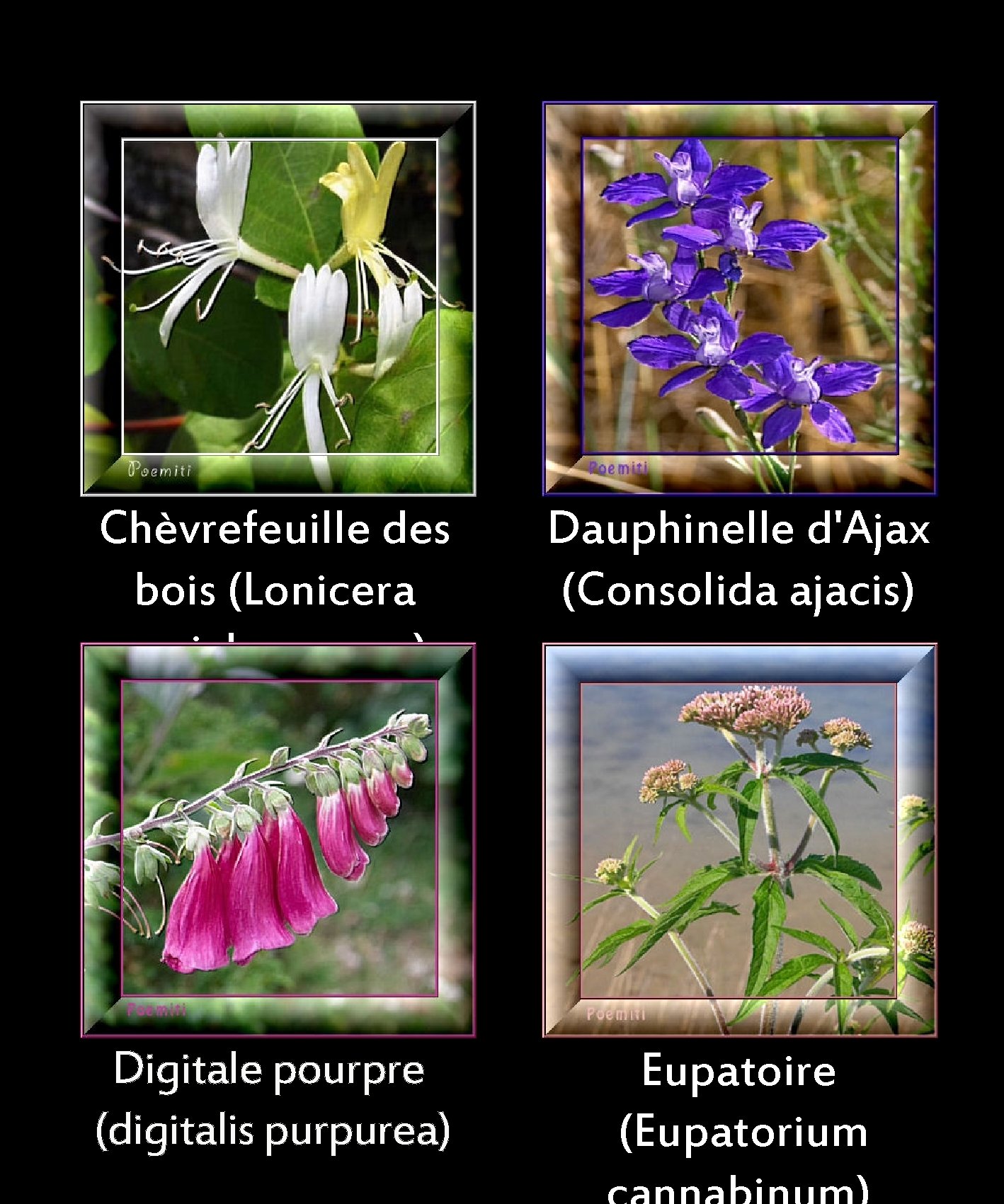 Chèvrefeuille des bois (Lonicera periclymenum) Chardon Digitale pourpre (digitalis purpurea) Dauphinelle d'Ajax (Consolida ajacis)