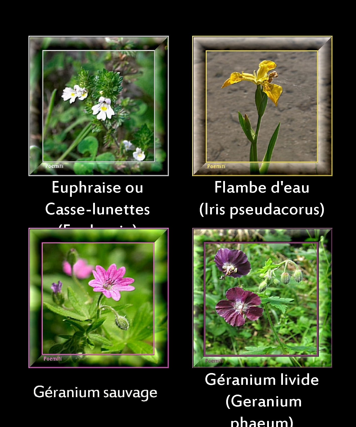 Euphraise ou Casse-lunettes (Euphrasia) Géranium sauvage Flambe d'eau (Iris pseudacorus) Géranium livide (Geranium 