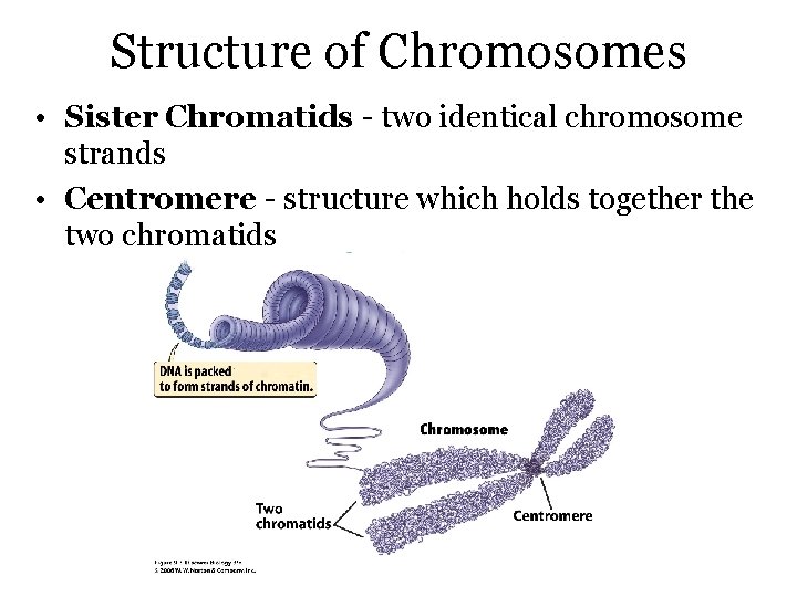 Structure of Chromosomes • Sister Chromatids - two identical chromosome strands • Centromere -