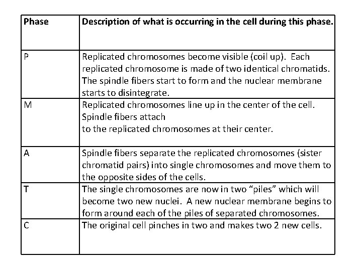 Phase Description of what is occurring in the cell during this phase. P Replicated