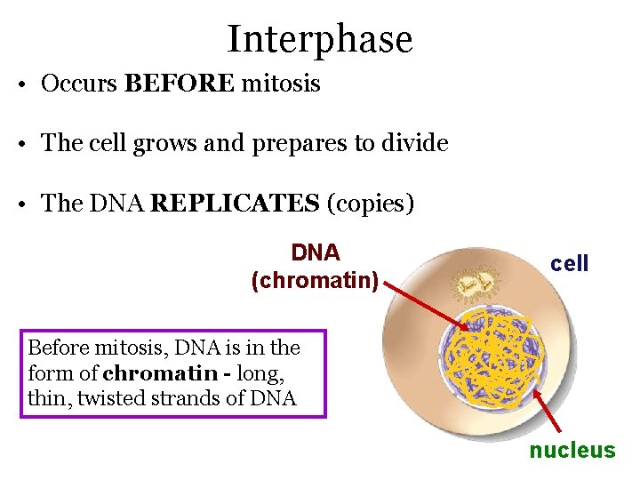 Interphase • Occurs BEFORE mitosis • The cell grows and prepares to divide •