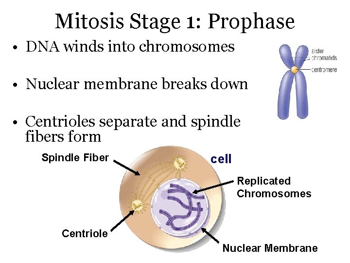 Mitosis Stage 1: Prophase • DNA winds into chromosomes • Nuclear membrane breaks down